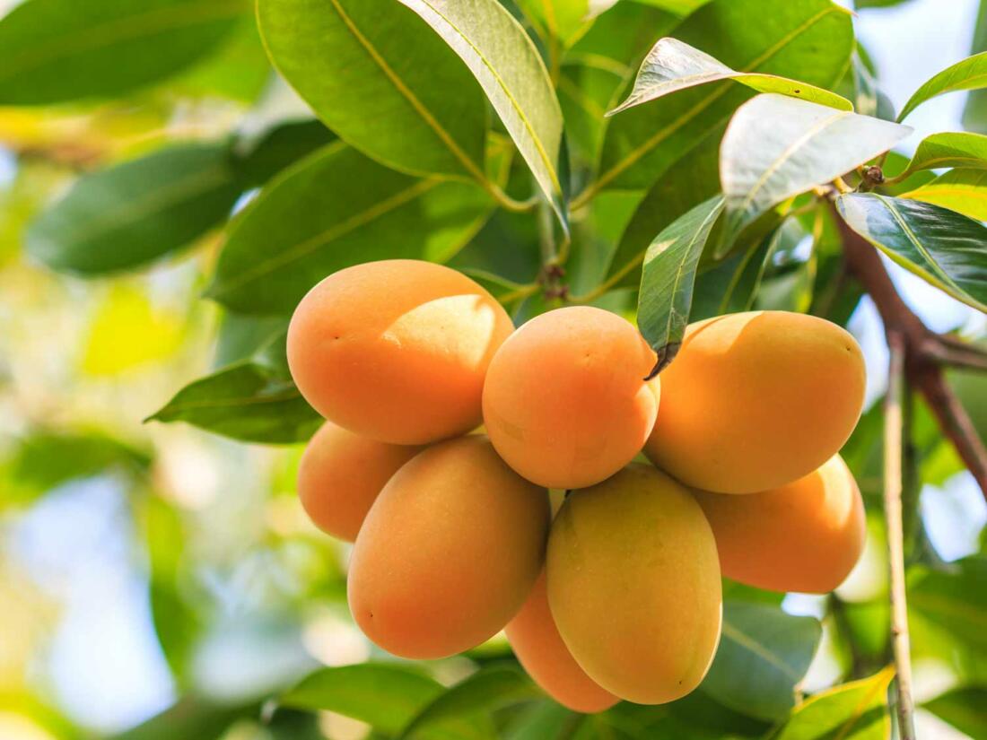 Frutos de mango
